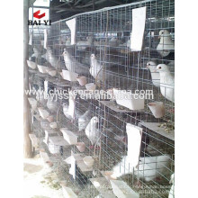 Les meilleures cages d&#39;élevage de pigeon de vente de fil en métal à vendre